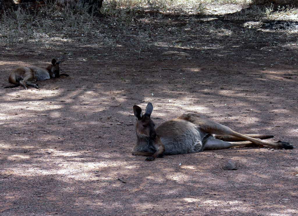relaxing kangaroos at campground