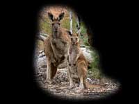 nosy kangaroos