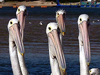Australische Pelikane - Brillenpelikane