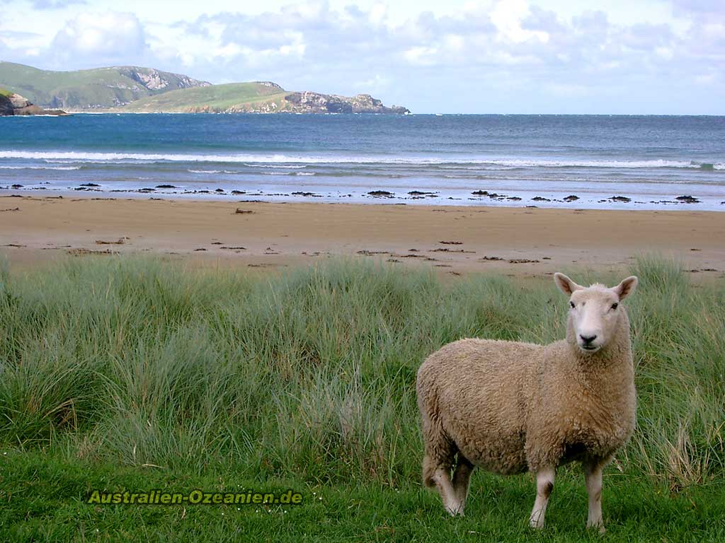 sheep at The Catlins