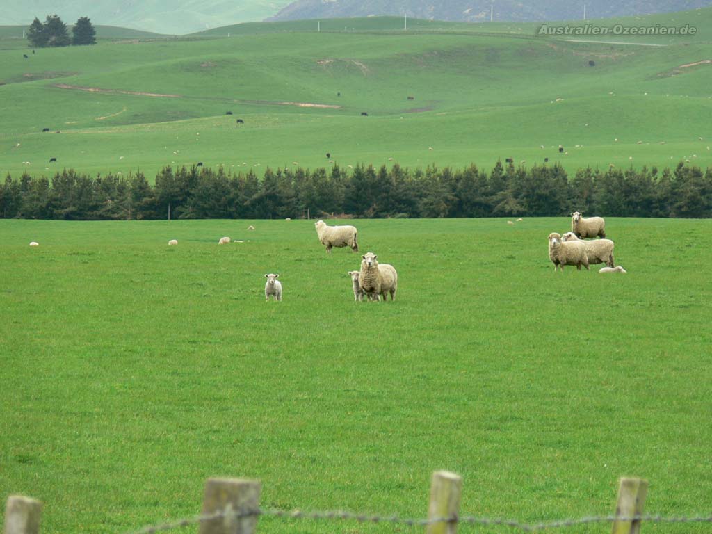 sheeps on green grass