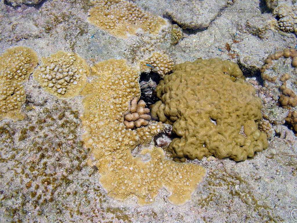 Corals, Niue