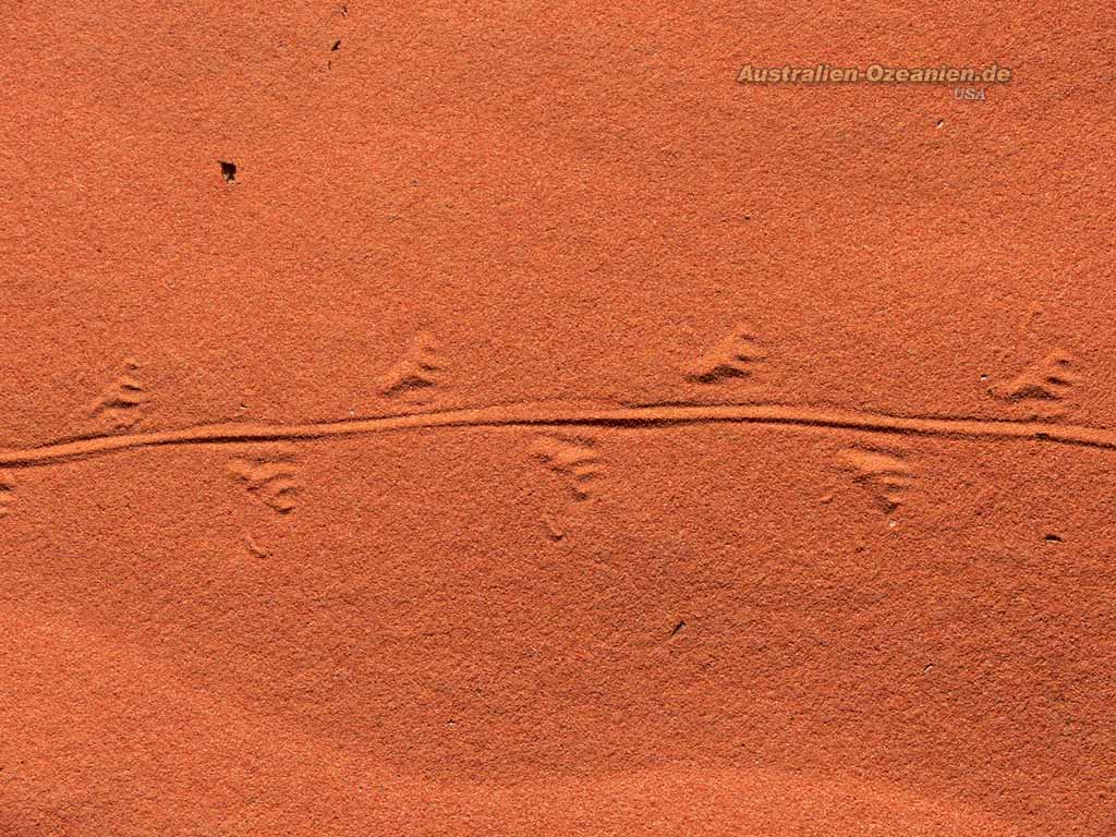 Lizard footprints