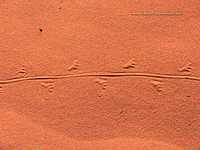 red sand and Lizard footprints