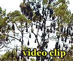 Link zum DivX Video: Fruit Bats in Hervey Bay