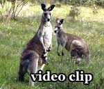 DivX Video: Kangaroos & Emus