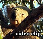 DivX Video: Koalas Magnetic Island