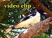 Videoclp "Magpie" laden