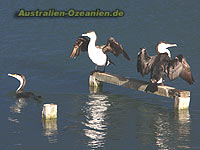 three cormorants - drei Kormorane