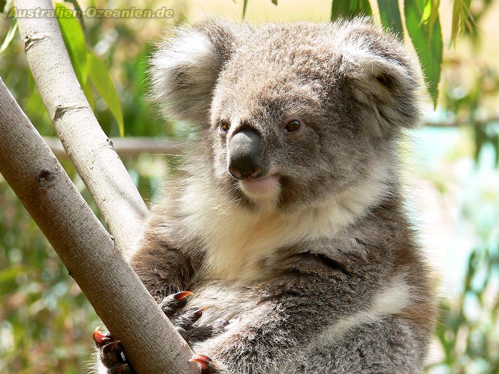 wallpaper image "Koala"